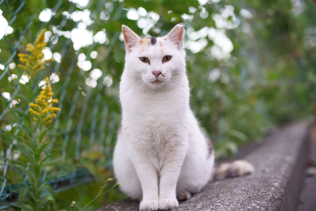 三毛デラックス