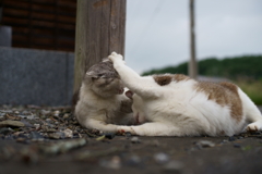 いねぇじゃねぇかコノヤロー