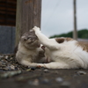 いねぇじゃねぇかコノヤロー
