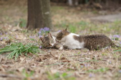 あれみつかっちゃた