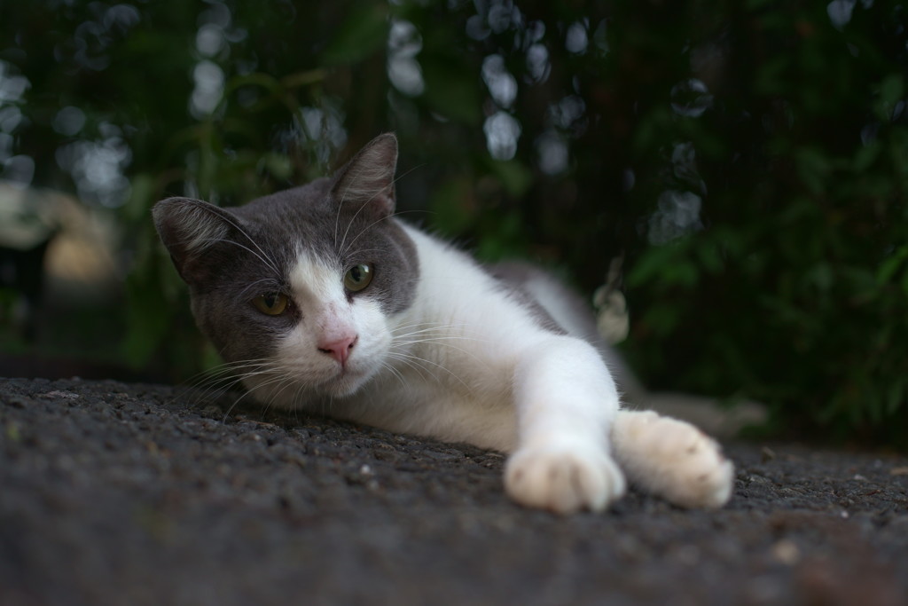 ちょっとそこの子猫ちゃん。