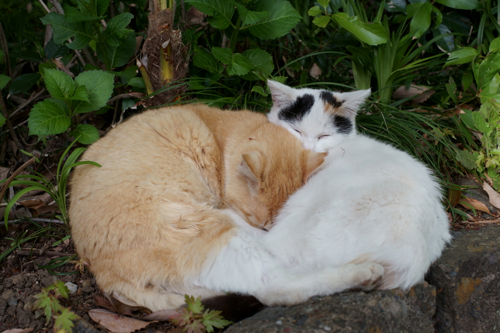 はぁ～とな眠り