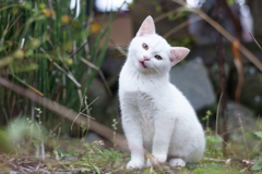 ニャハッ！