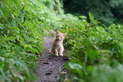 猫の細道