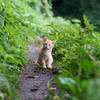 猫の細道