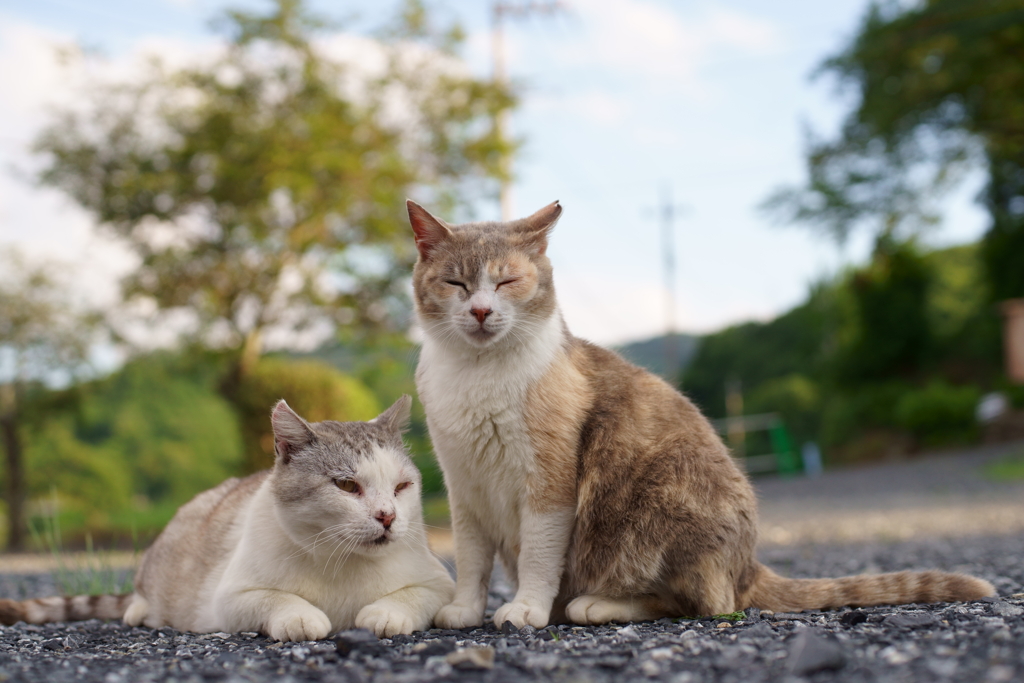 猫夫婦