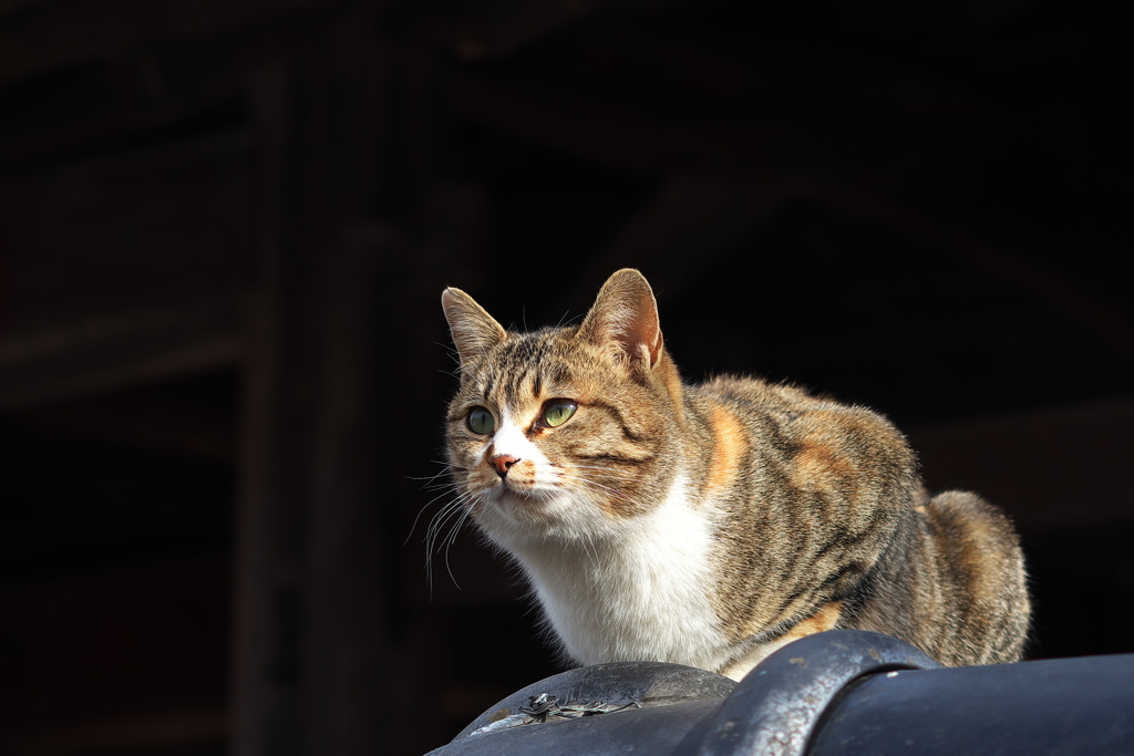 猫瓦