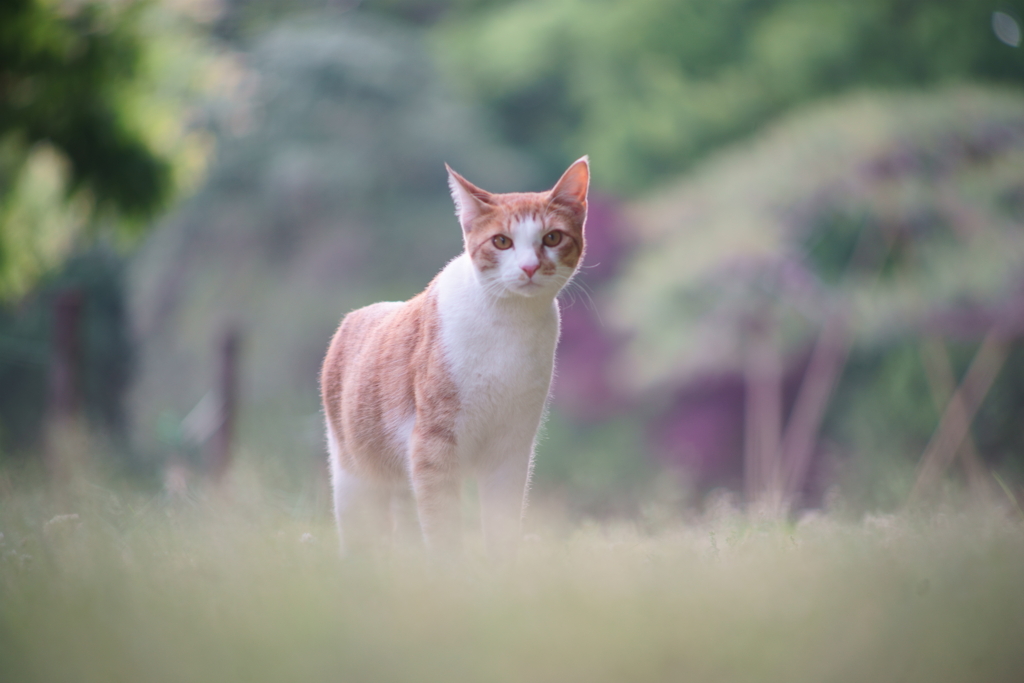 何やってるの