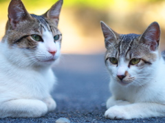 また、子猫の写真だって。