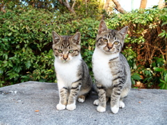 Stereo cat ster  