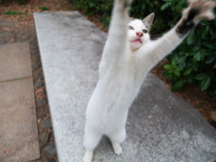 Yeah！めっちゃホリデー