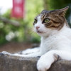 あの野郎