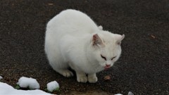 雪だるまじゃないぜ。