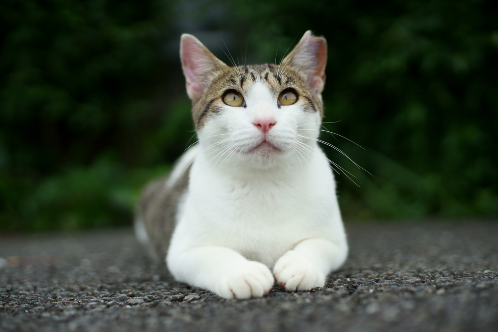 ニャハ！