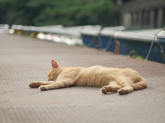 飲んだくれジョニー