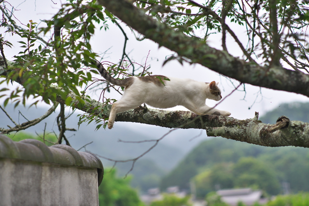 ひょいと