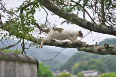 ひょいと