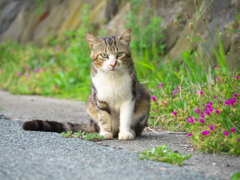 秋田猫