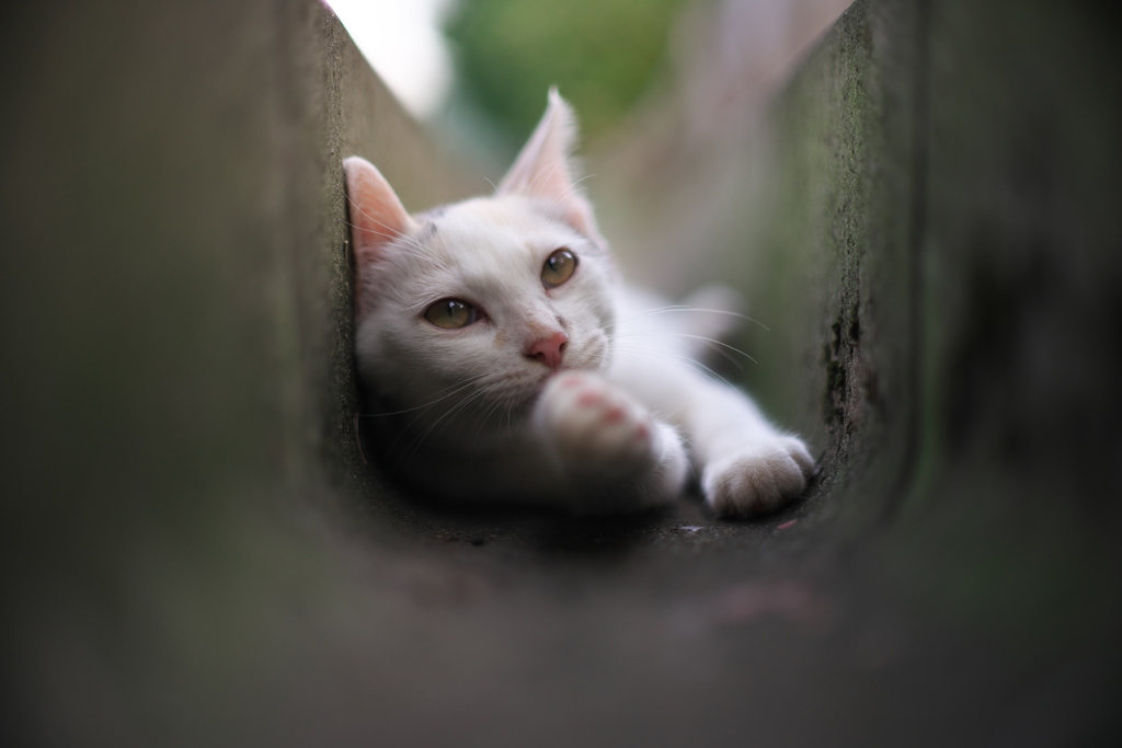 待ってろ、今助ける