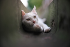 待ってろ、今助ける