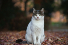 osumasi19year
