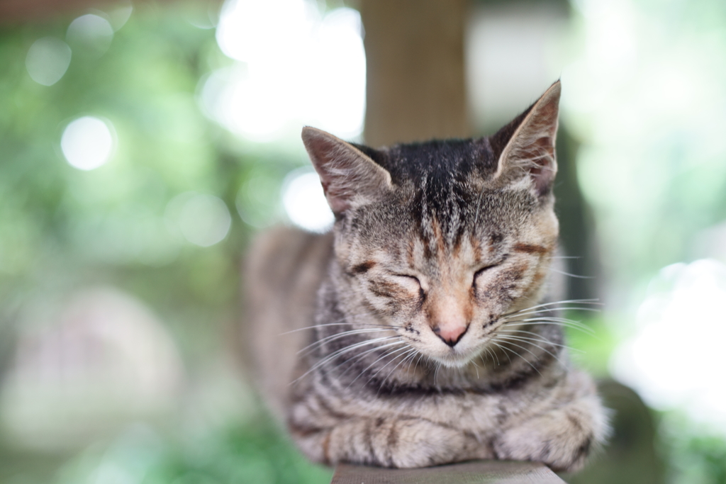 眠りの森へ