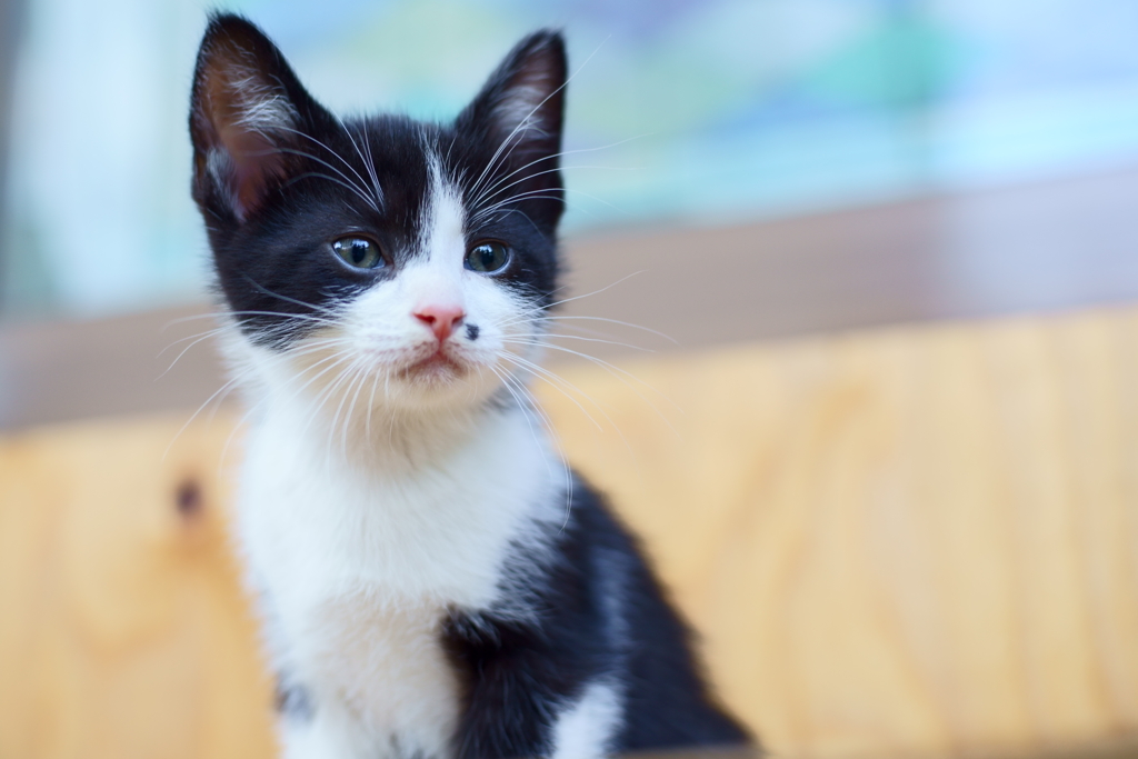子猫の破壊力