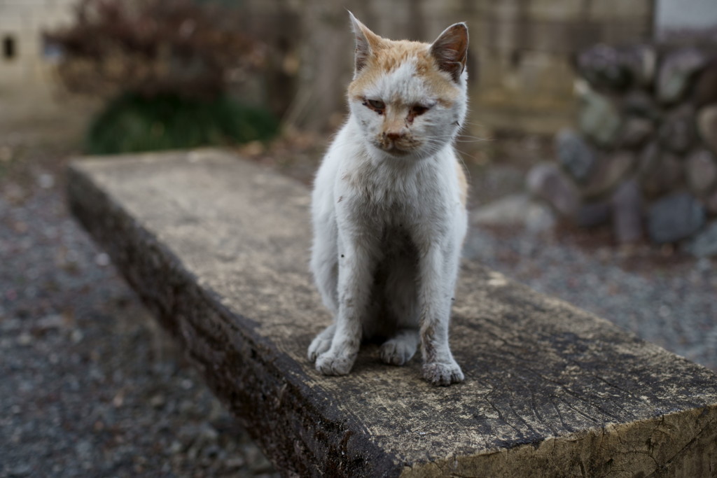 猫石の如く