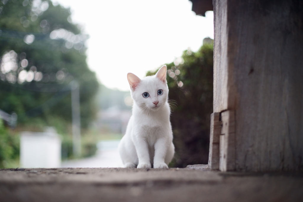 こにゃにゃちわ By ひがっぷ Id 写真共有サイト Photohito