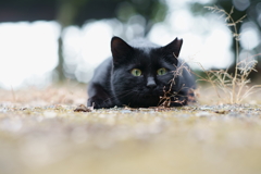 大黒にゃん