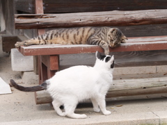 ニャーしてやろうか？