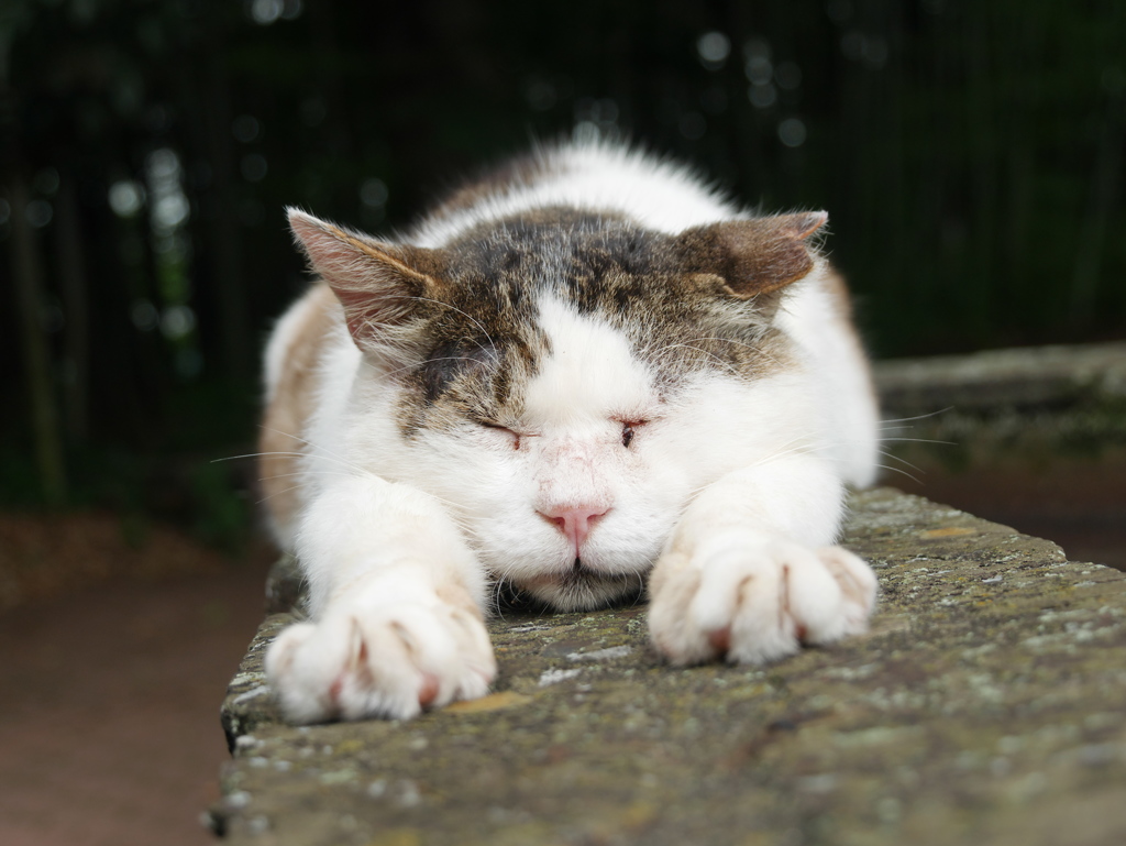 空も飛べるはず。