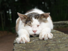 空も飛べるはず。