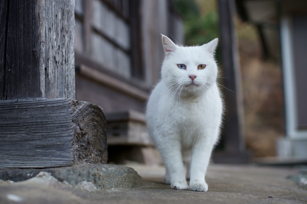 白母さんおめでとう