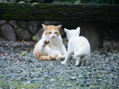 もう少しちこうよれ。じじい足で招くな。