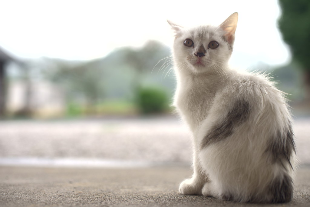 だれかが風の中で