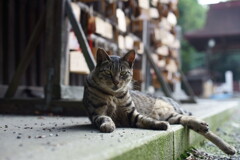 笑馬の前でポージング