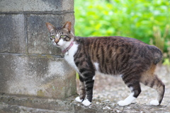 ボブテール