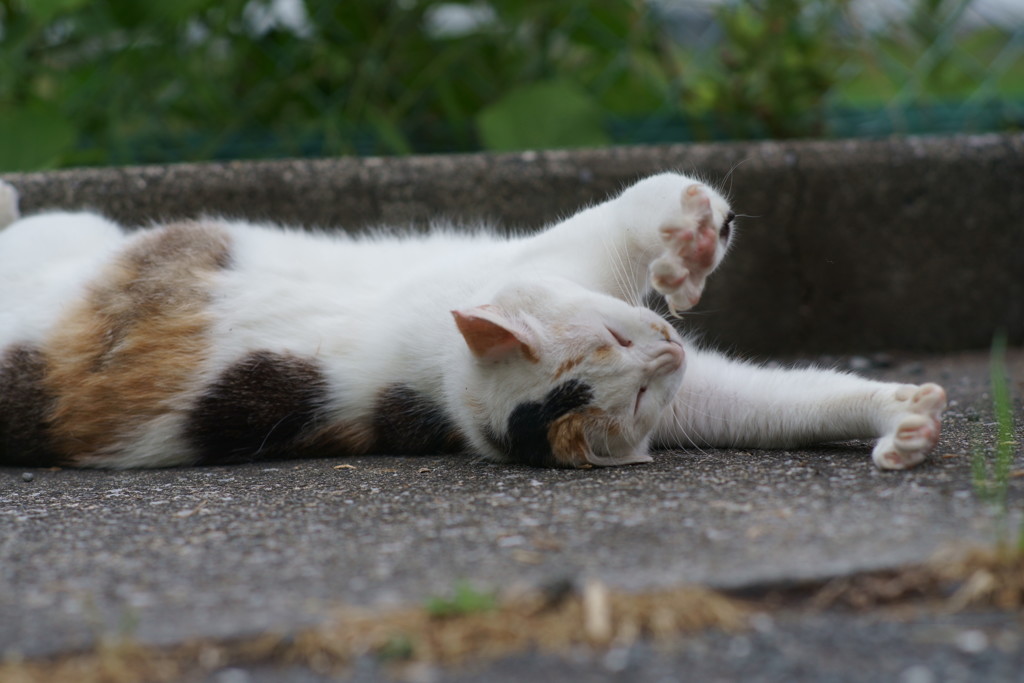 うぁ～！ネコあきた～！