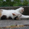 うぁ～！ネコあきた～！