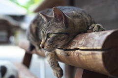 野性の風