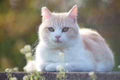 野に咲く花になる