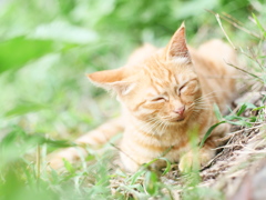 眠りの森