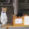 はい！おみくじ売って売って！