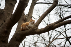 木になるニャン！