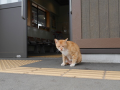 猫駅員のさぼり癖