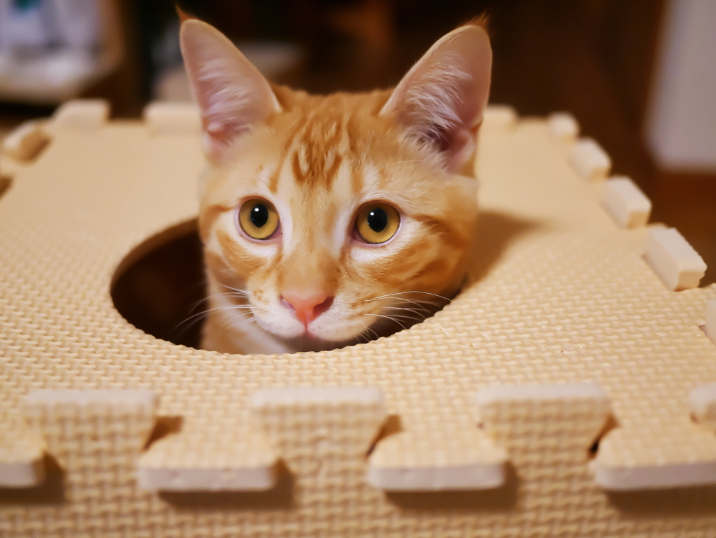 猫のビックリ箱