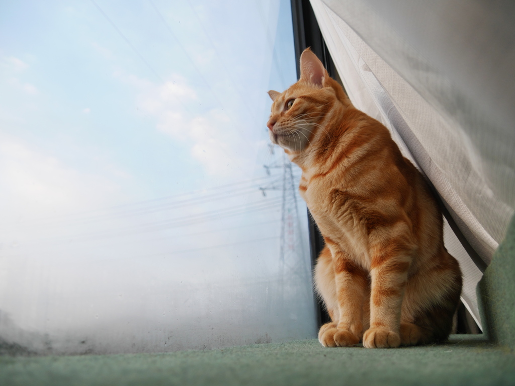 今日はいい天気