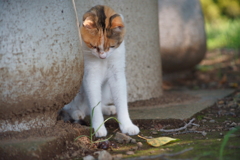 俺んち来るかい