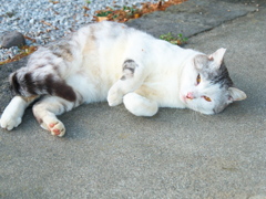 連れてって連れてって